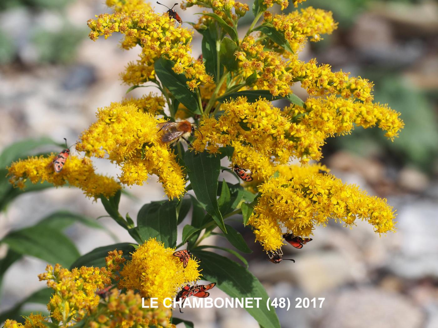 Golden Rod, Giant plant